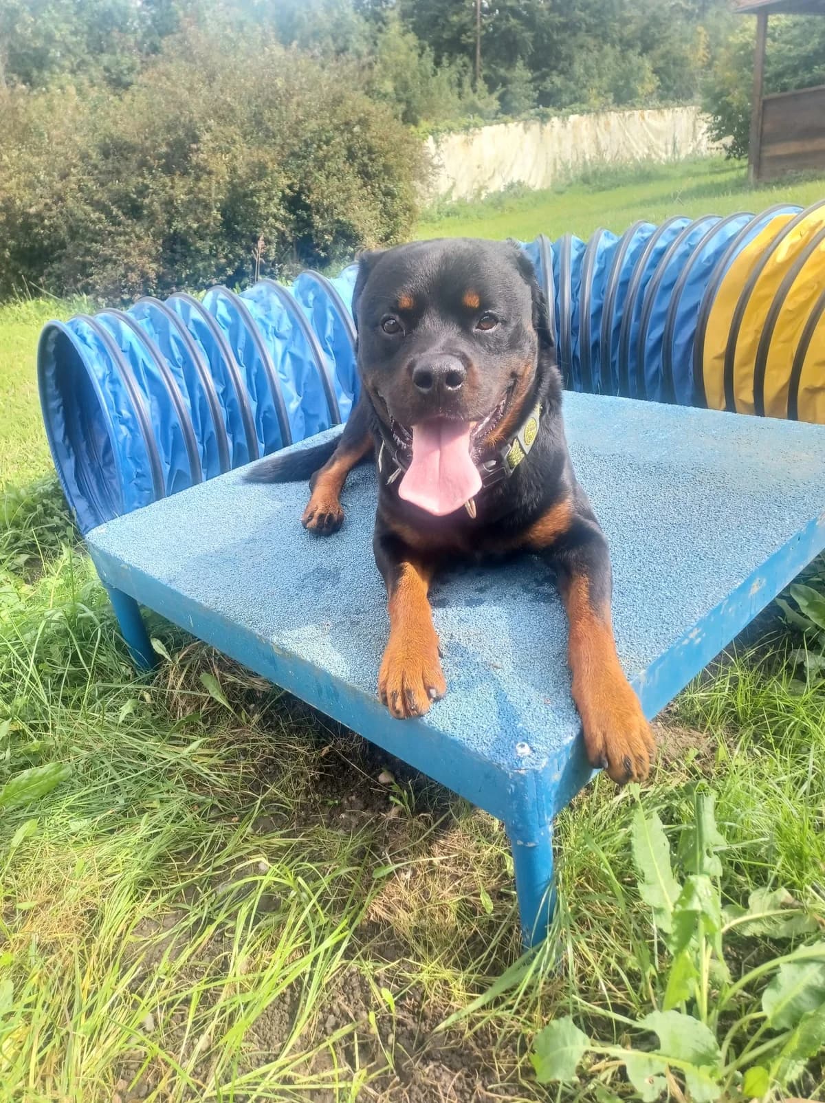 Charly, young mixed breed for adoption at Tierschutzverein Dachau e.V.