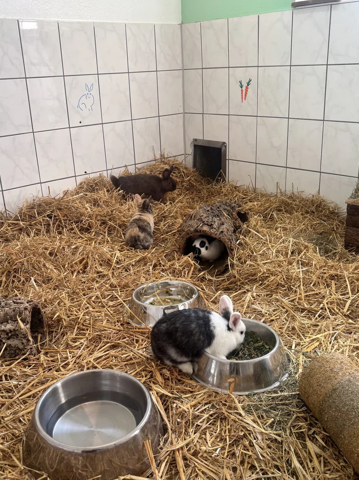 Kali und die Wยดs, puppy Mixed Breed for adoption at Tierschutzverein Dachau e.V.