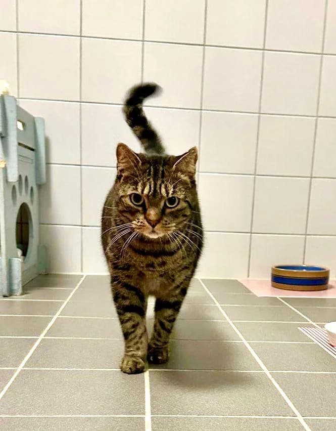Nero, 7yo Mixed Breed for adoption at Tierschutzverein Dachau e.V.