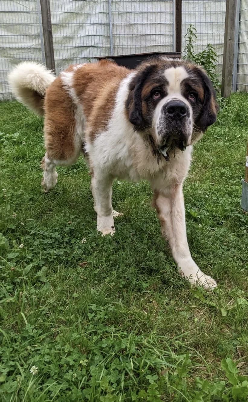 Luca, young mixed breed for adoption at Tierschutzverein Dachau e.V.