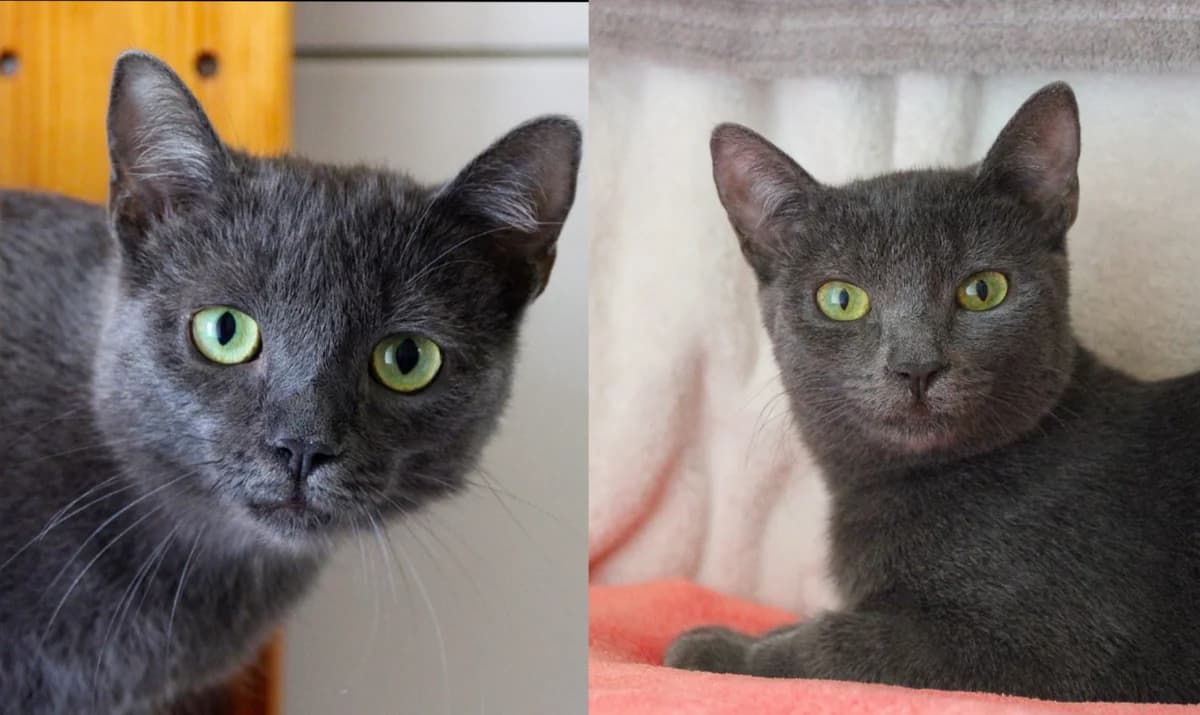 Luni & Lopez, young Mixed Breed for adoption at Tierschutzverein Dachau e.V.