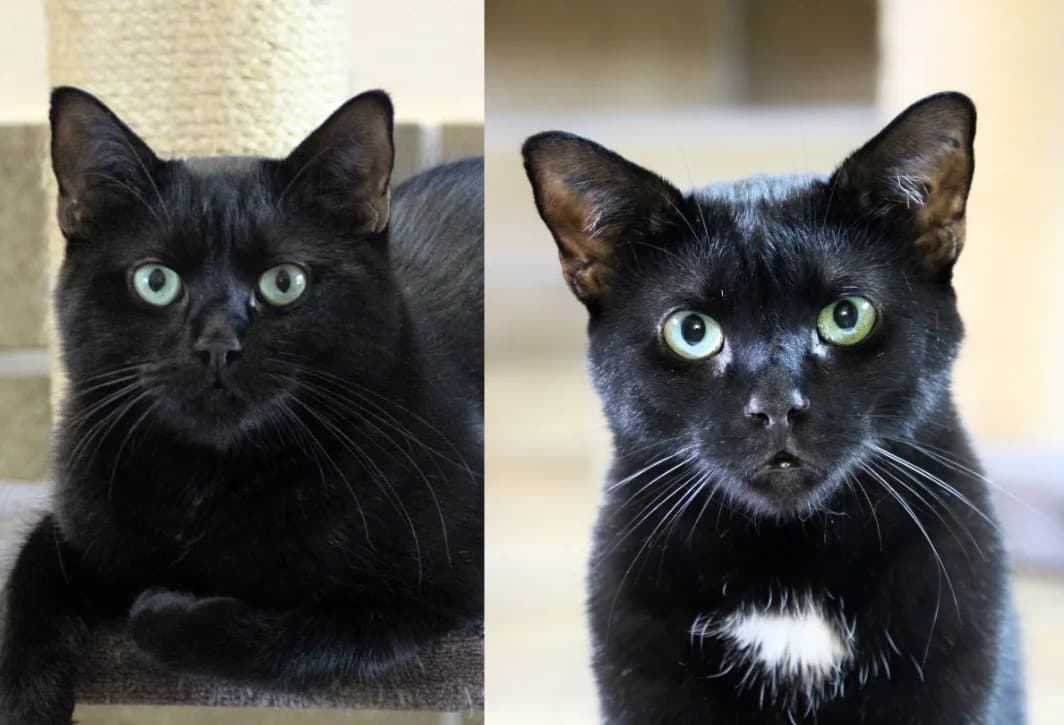 Marvin & Manuel, young Mixed Breed for adoption at Tierschutzverein Dachau e.V.