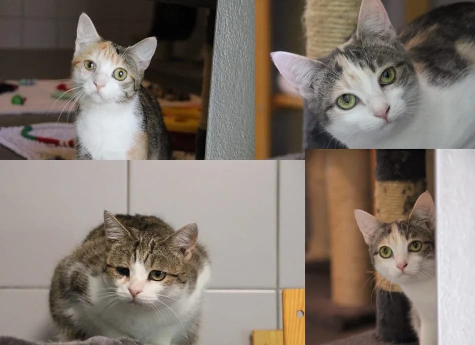 Ronja und ihre Kinder, Mixed Breed for adoption at Tierschutzverein Dachau e.V.