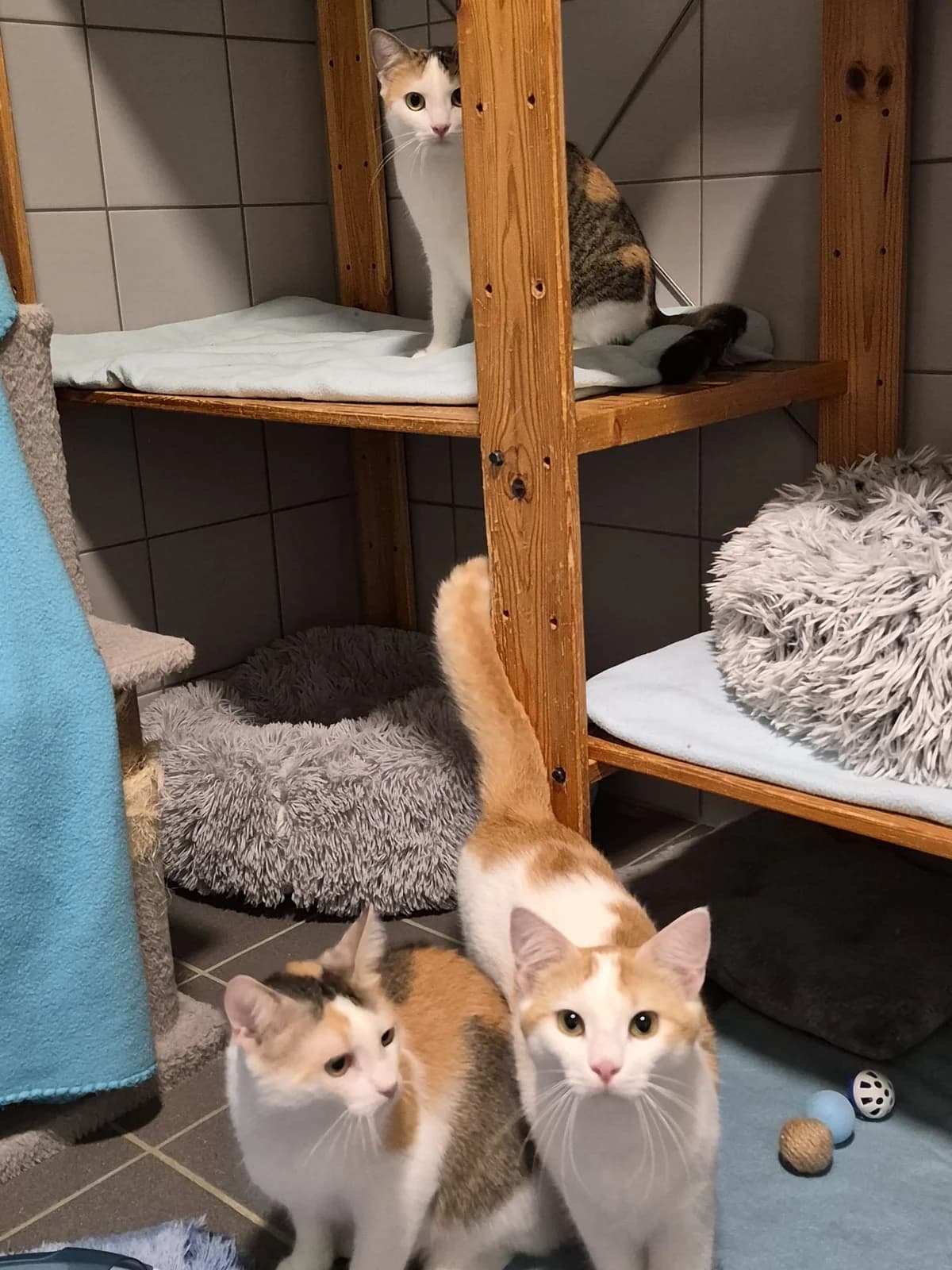 Sandy, Sina & Sarah, young Mixed Breed for adoption at Tierschutzverein Dachau e.V.