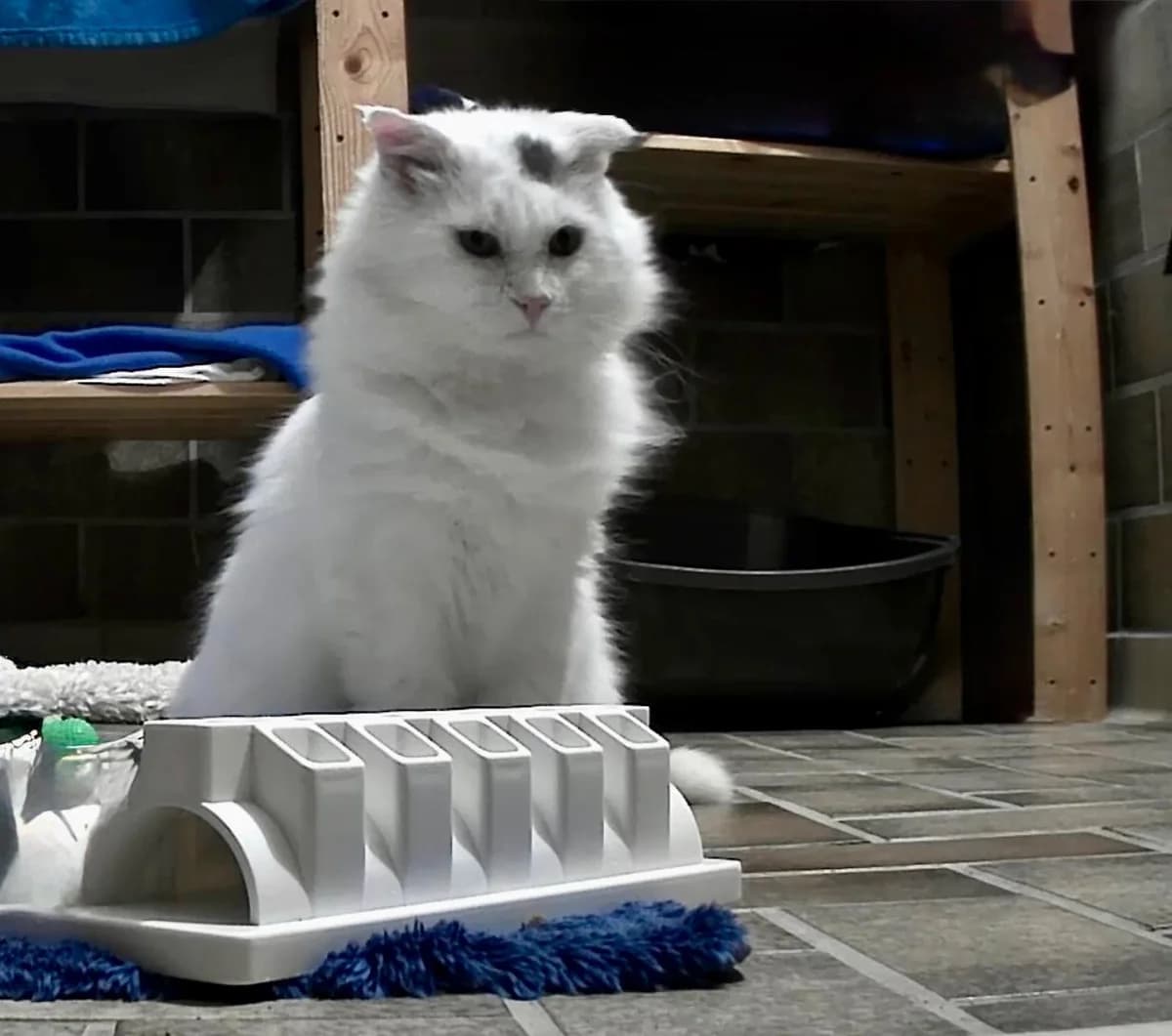 Snowy, 6yo Mixed Breed for adoption at Tierschutzverein Dachau e.V.
