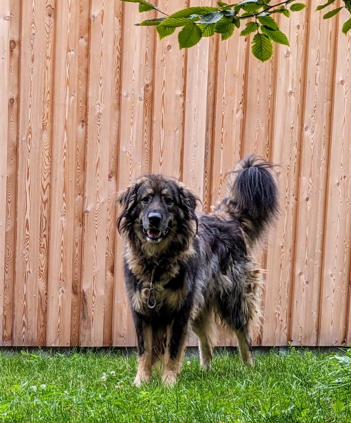 Tijan, puppy mixed breed for adoption at Tierschutzverein Dachau e.V.