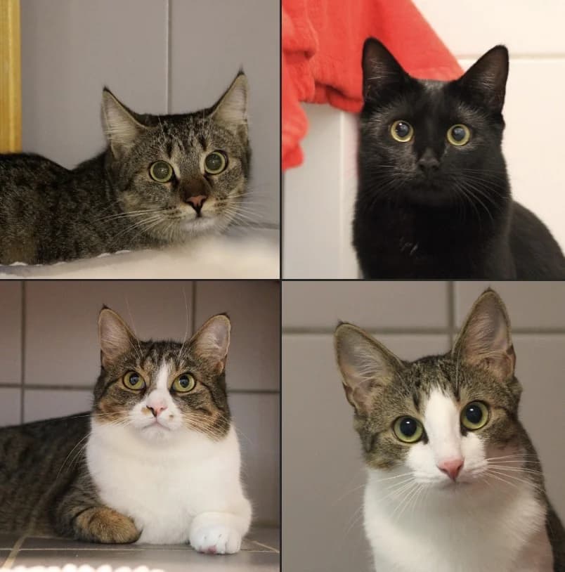 Unsere „G’s“, Mixed Breed for adoption at Tierschutzverein Dachau e.V.