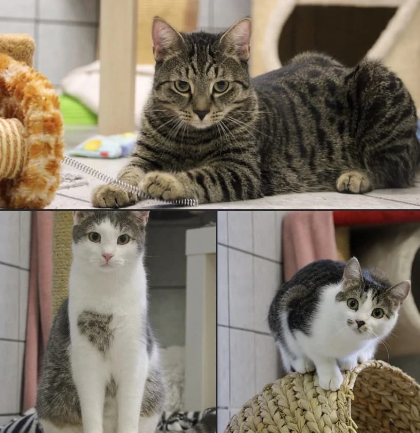 Unsere Nยดs, Mixed Breed for adoption at Tierschutzverein Dachau e.V.