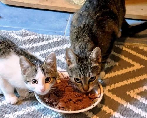 Edda und Lotti, young Mixed Breed for adoption at Tierschutzverein Dahn