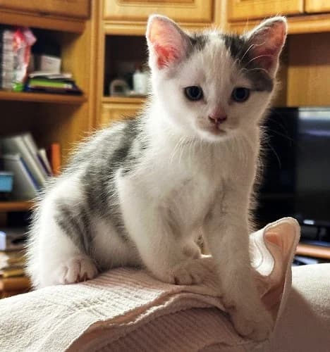 Sechs Kitten, grau male puppy Mixed Breed for adoption at Tierschutzverein Dahn