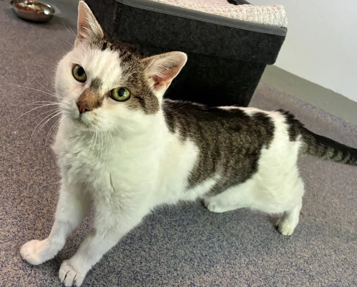 Brumhilde, senior Mixed Breed for adoption at Tierschutzverein Ebersberg und Umgebung e.V.