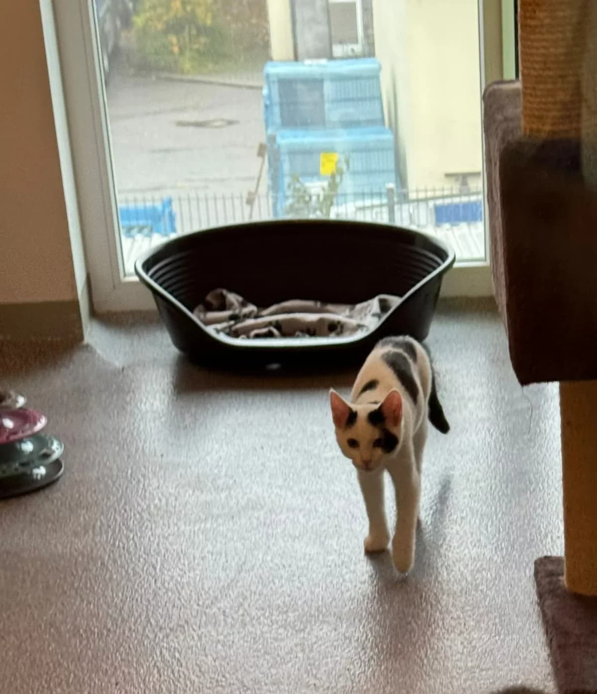 Findus, puppy Mixed Breed for adoption at Tierschutzverein Ebersberg und Umgebung e.V.