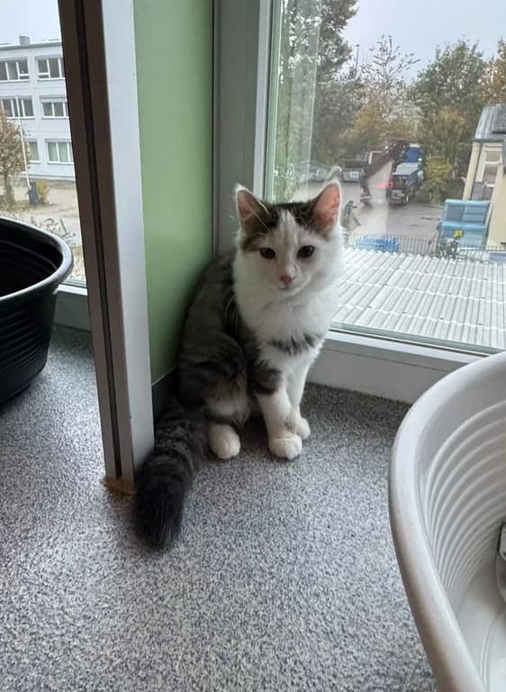 Tier 1, male puppy Mixed Breed for adoption at Tierschutzverein Ebersberg und Umgebung e.V.