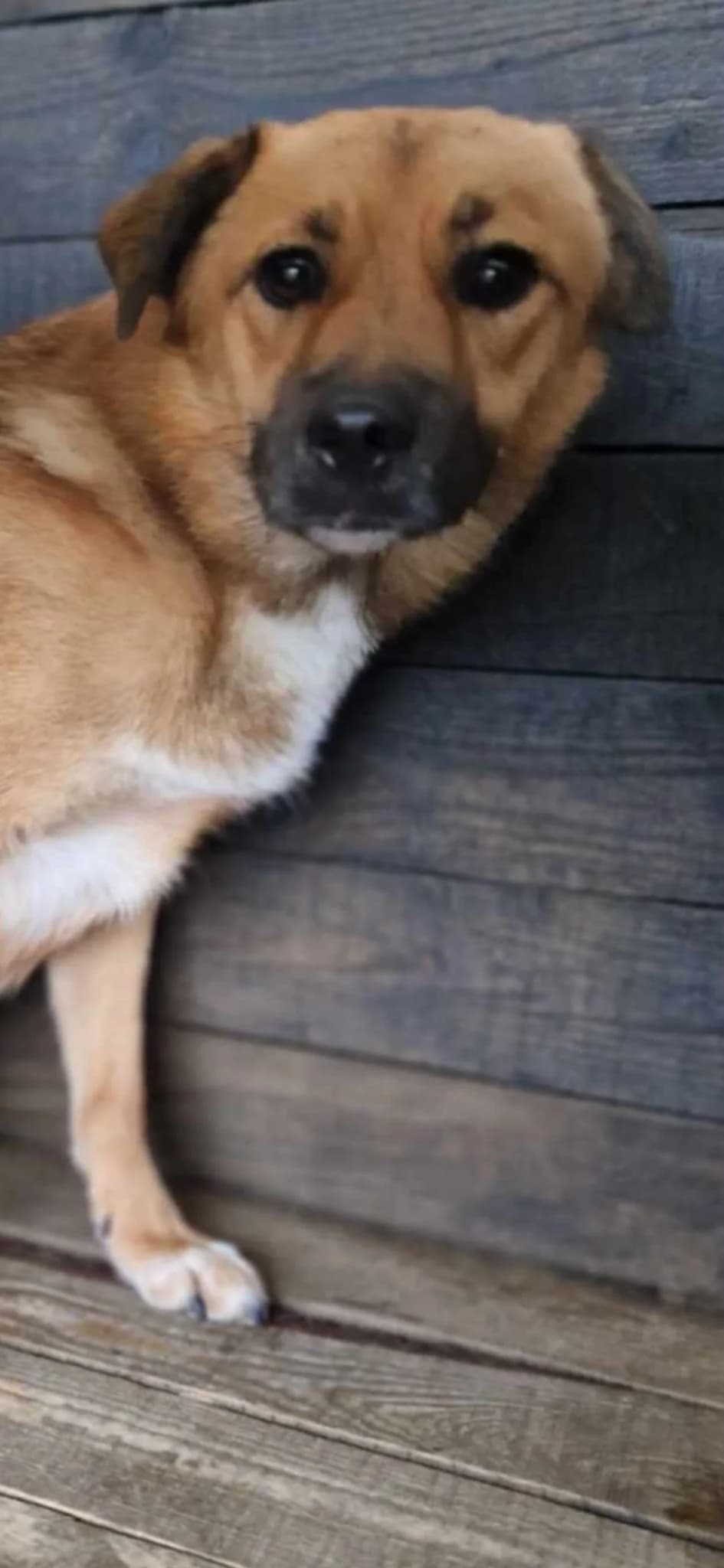 Bella, female 7yo Mixed Breed for adoption at Tierschutz Euskirchen e.V.