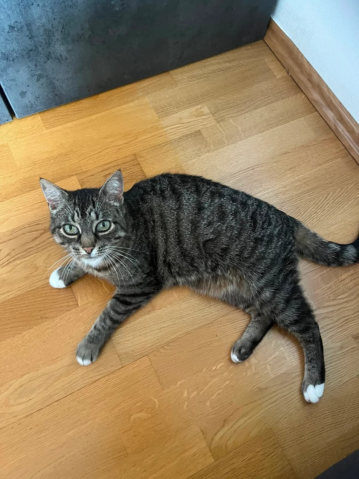 Brians Cat, female 6yo Mixed Breed for adoption at Tierschutz Euskirchen e.V.
