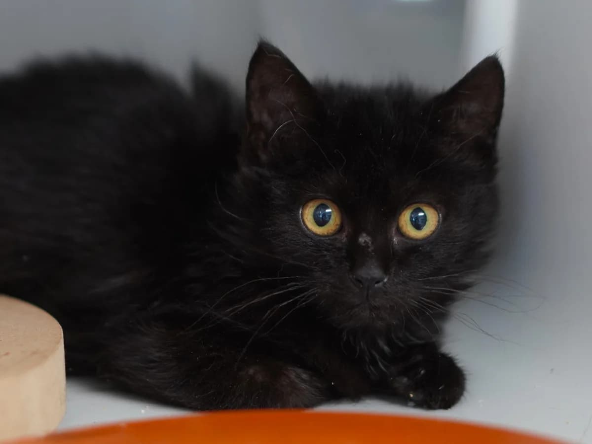 Chaplin & Dolly, schwarz puppy Mixed Breed for adoption at Tierschutz Euskirchen e.V.
