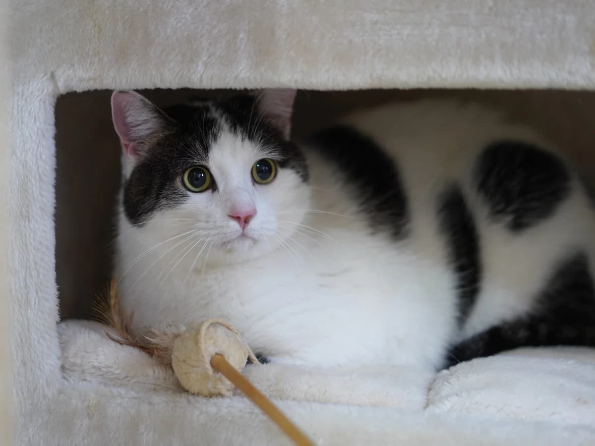 Charly, male 5yo Mixed Breed for adoption at Tierschutz Euskirchen e.V.