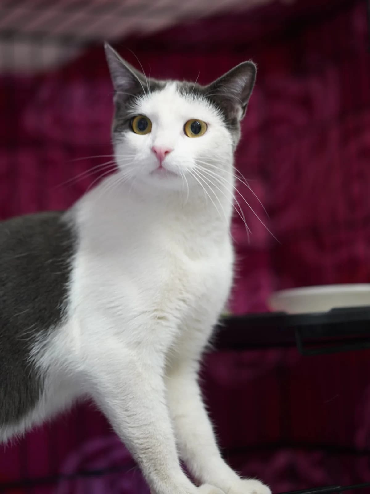 Destan, male young Mixed Breed for adoption at Tierschutz Euskirchen e.V.