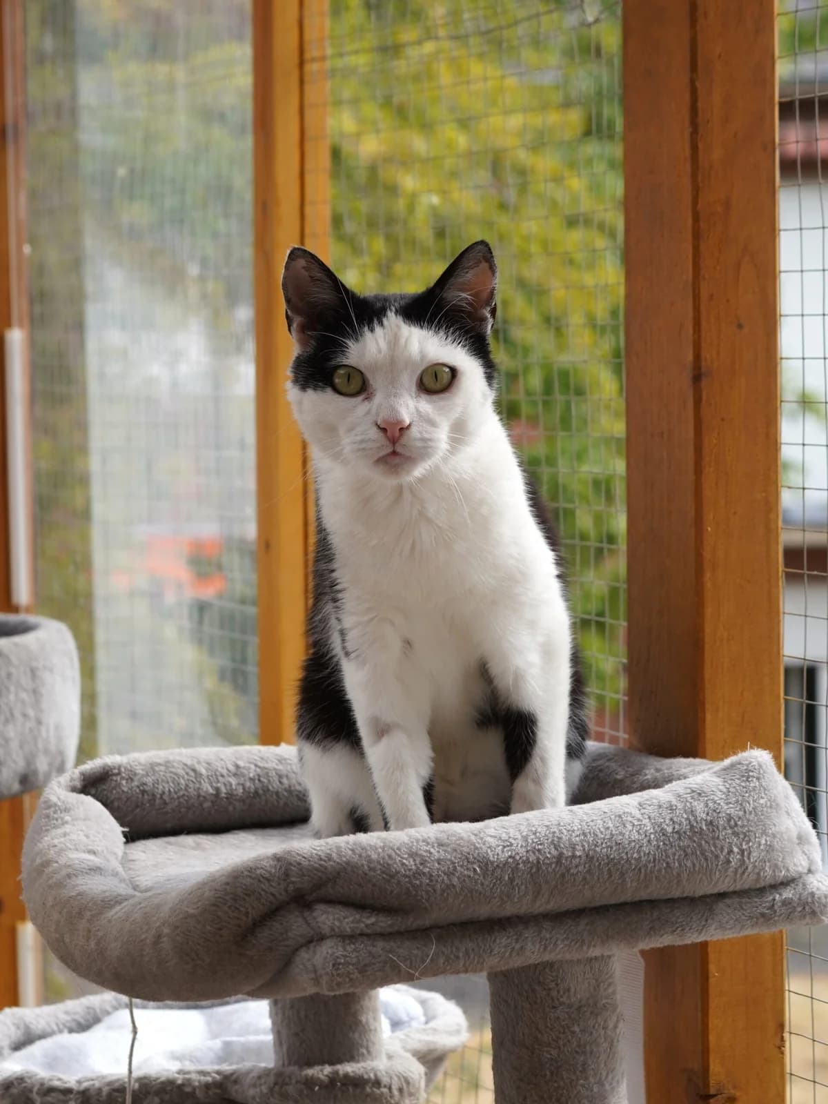 Domingo, schwarz male 4yo Mixed Breed for adoption at Tierschutz Euskirchen e.V.