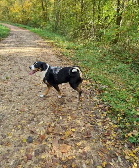 Emma, female senior Mixed Breed for adoption at Tierschutz Euskirchen e.V.