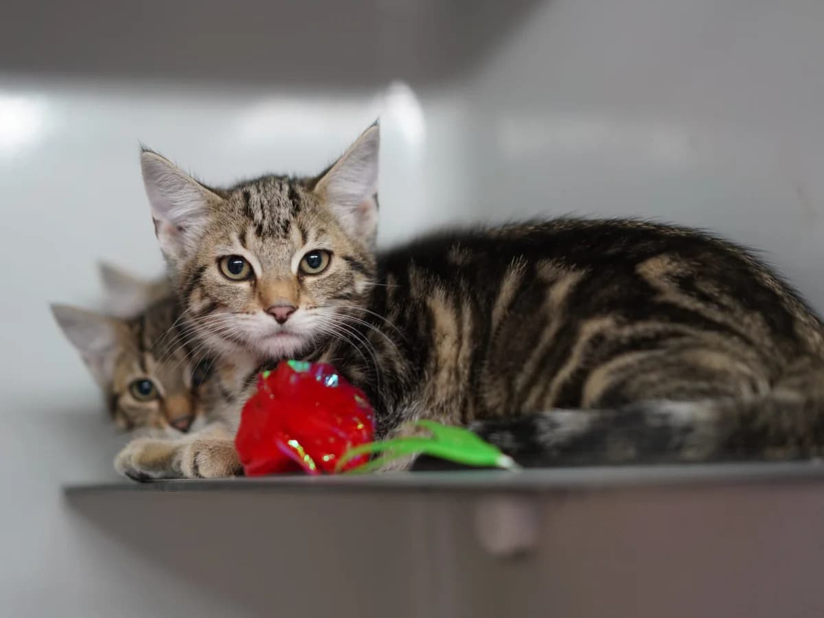 Felix, Findus & Lina, puppy Mixed Breed for adoption at Tierschutz Euskirchen e.V.