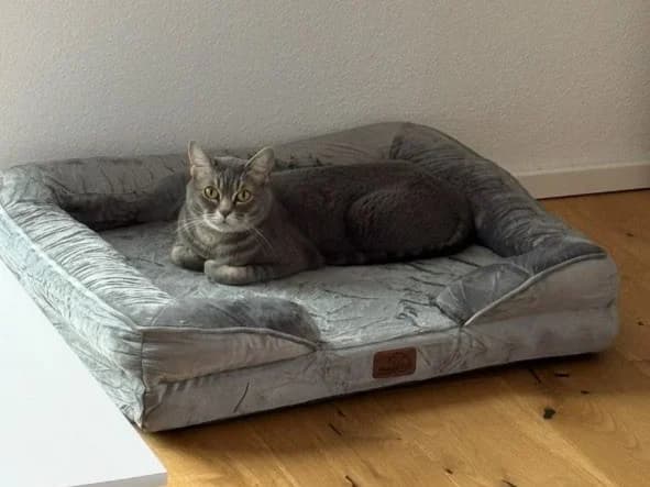 Kollege, male 3yo Mixed Breed for adoption at Tierschutz Euskirchen e.V.