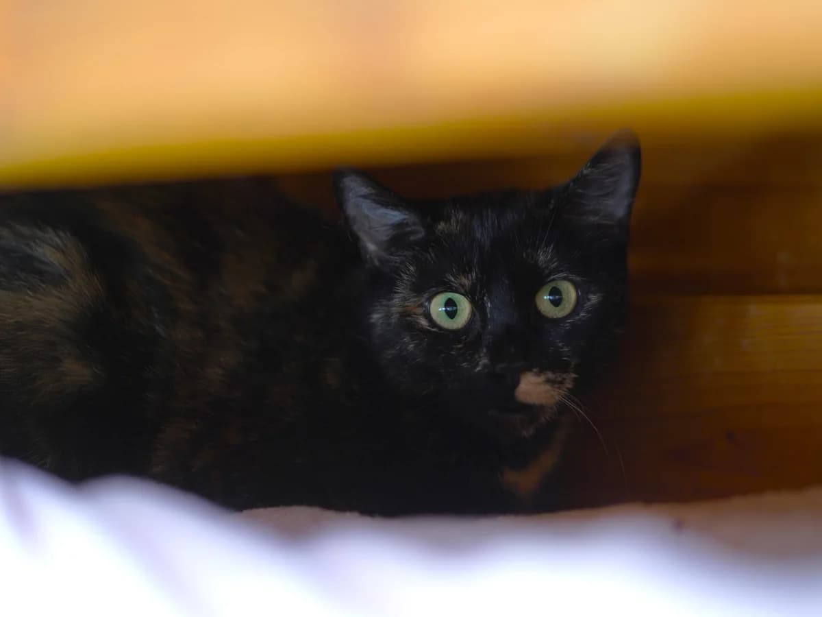 Maleficent, female young Mixed Breed for adoption at Tierschutz Euskirchen e.V.