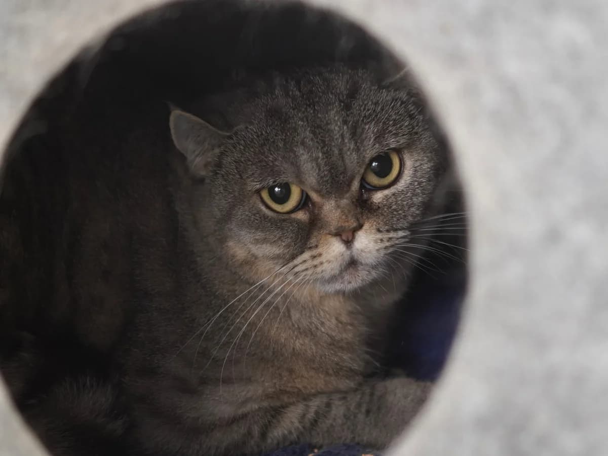 Miss Marple, female 4yo Mixed Breed for adoption at Tierschutz Euskirchen e.V.