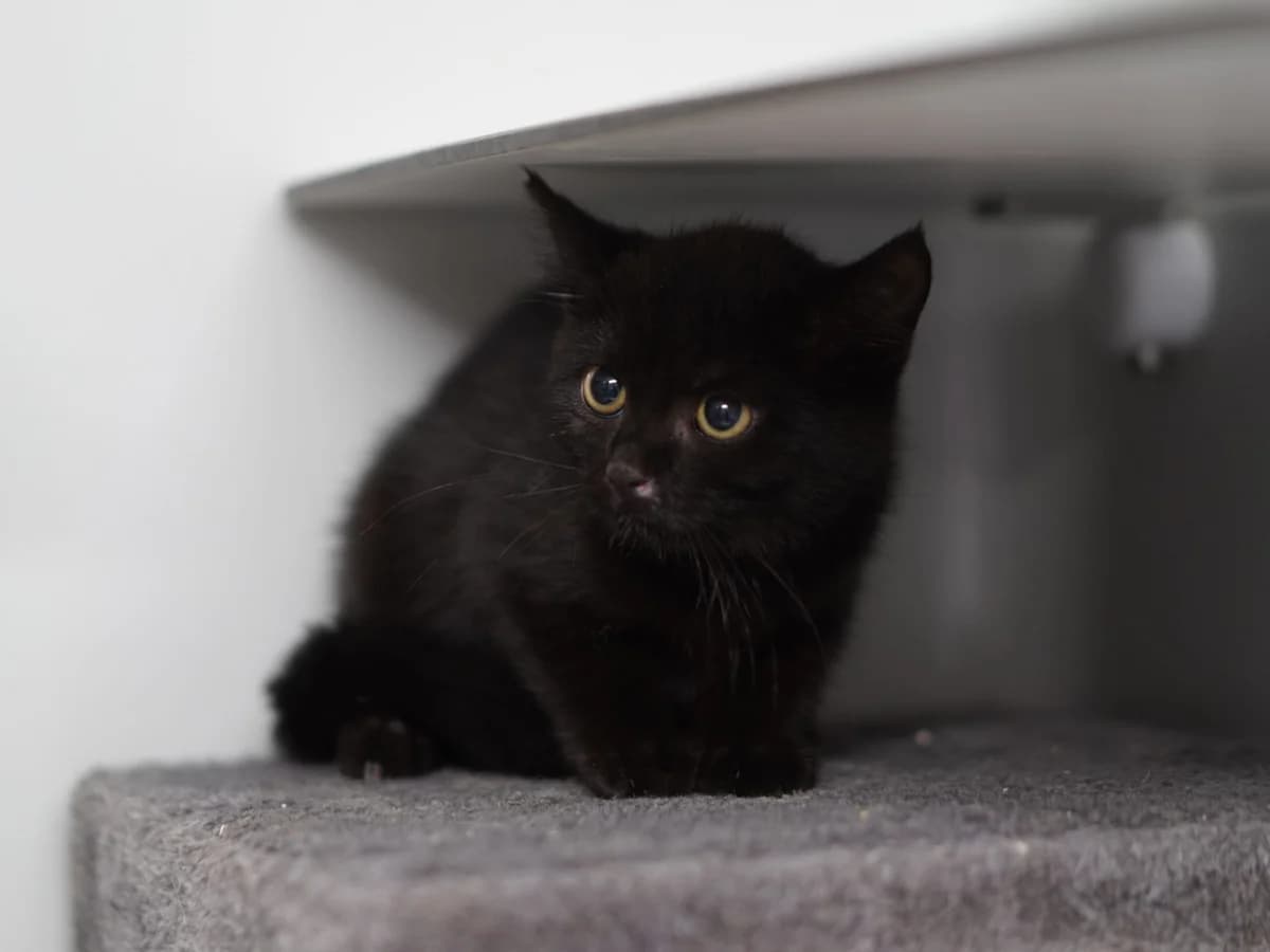 Moony, female puppy Mixed Breed for adoption at Tierschutz Euskirchen e.V.