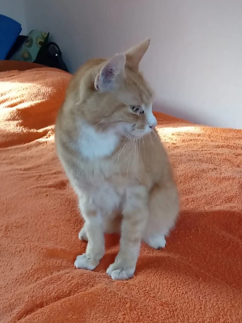 Odi & Garfield, male senior Mixed Breed for adoption at Tierschutz Euskirchen e.V.