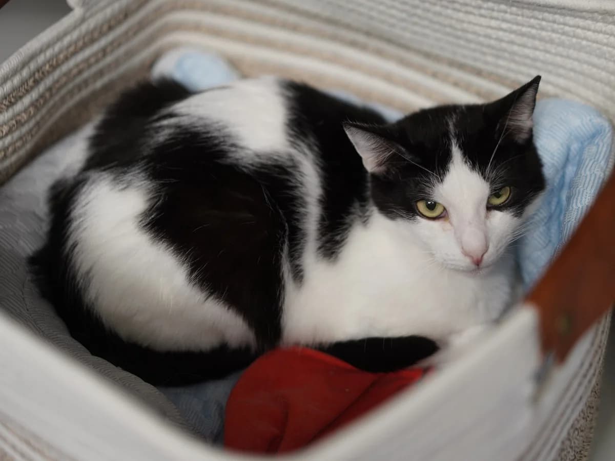 Pauli, male young Mixed Breed for adoption at Tierschutz Euskirchen e.V.