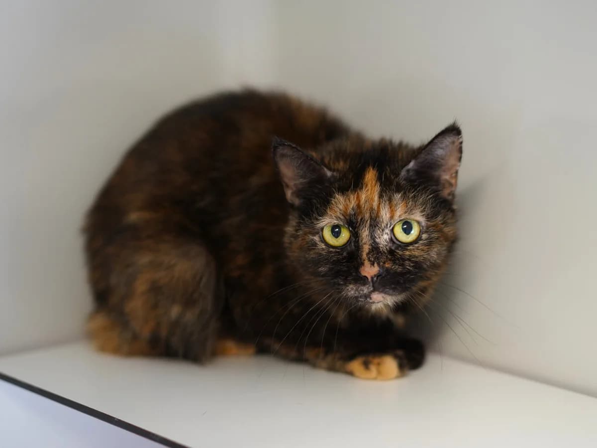 Sally, female Mixed Breed for adoption at Tierschutz Euskirchen e.V.