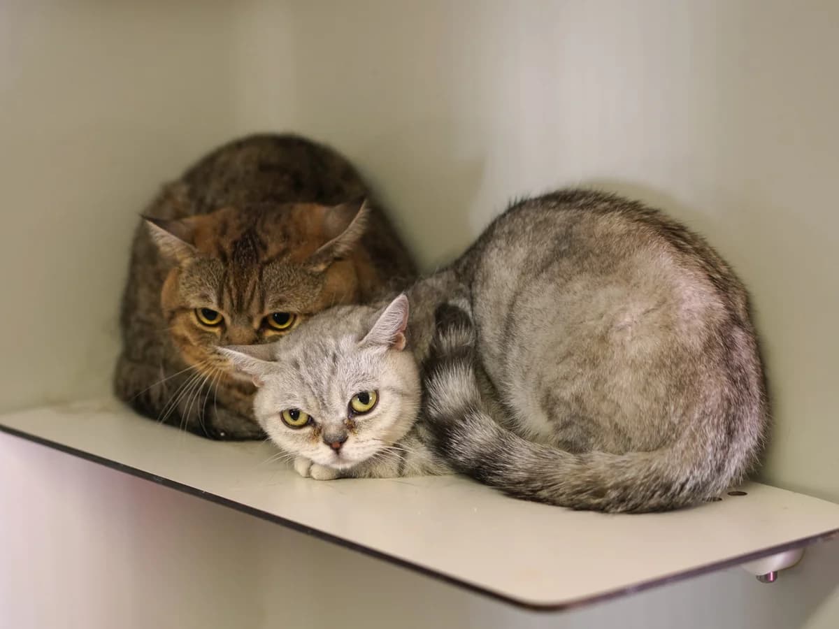 Samson & Smilla, 3yo Mixed Breed for adoption at Tierschutz Euskirchen e.V.
