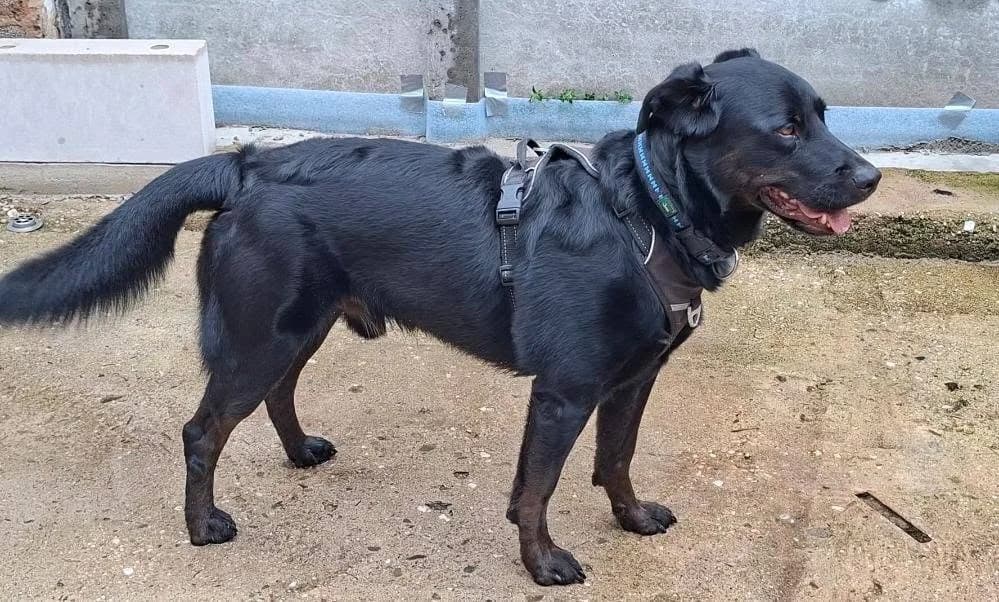 Sky, schwarz male young Mixed Breed for adoption at Tierschutz Euskirchen e.V.
