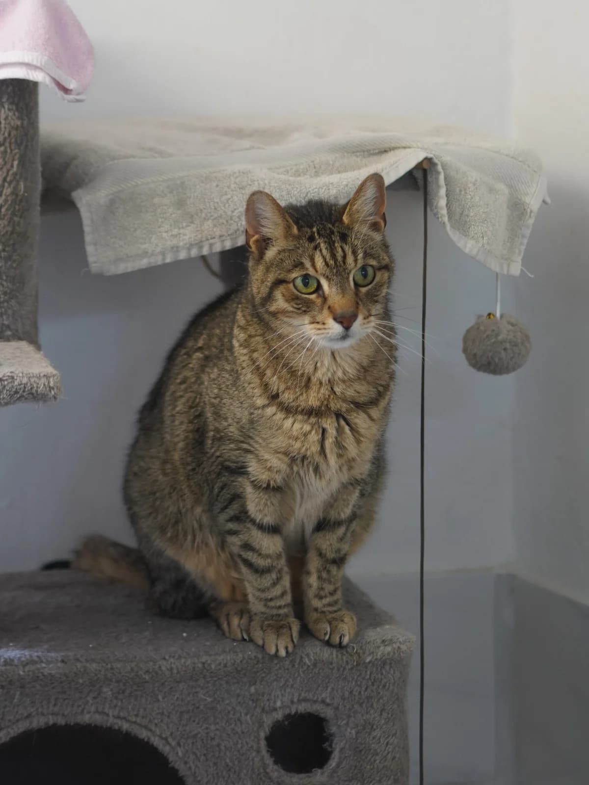 Tequilo, male senior Mixed Breed for adoption at Tierschutz Euskirchen e.V.