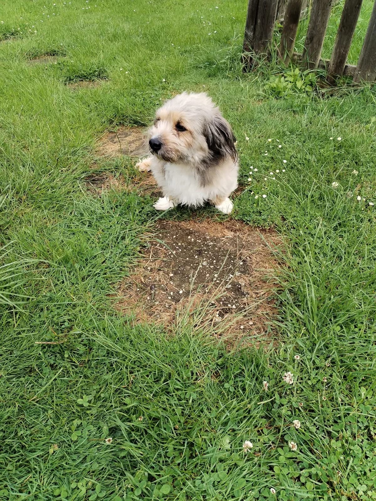 Wuschel, male senior Mixed Breed for adoption at Tierschutz Euskirchen e.V.