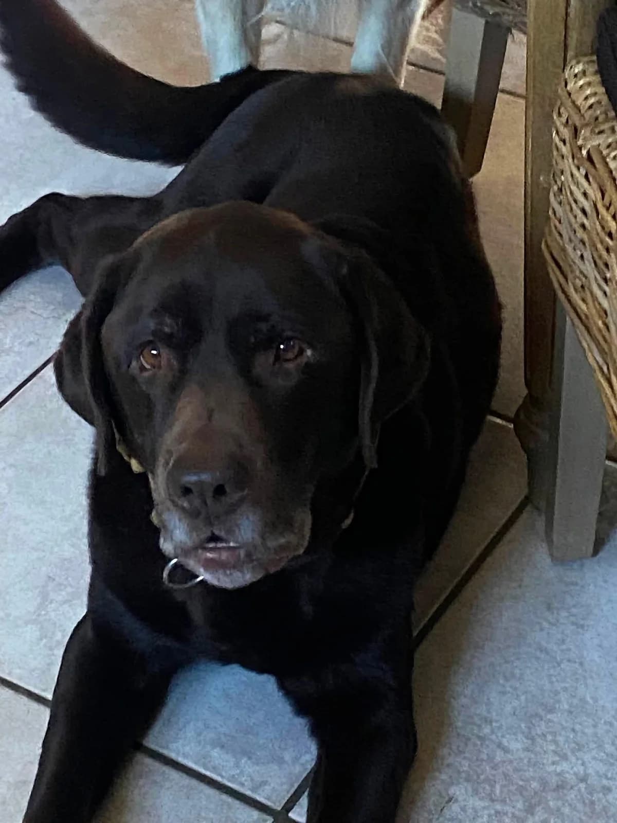 Yano, male senior Mixed Breed for adoption at Tierschutz Euskirchen e.V.