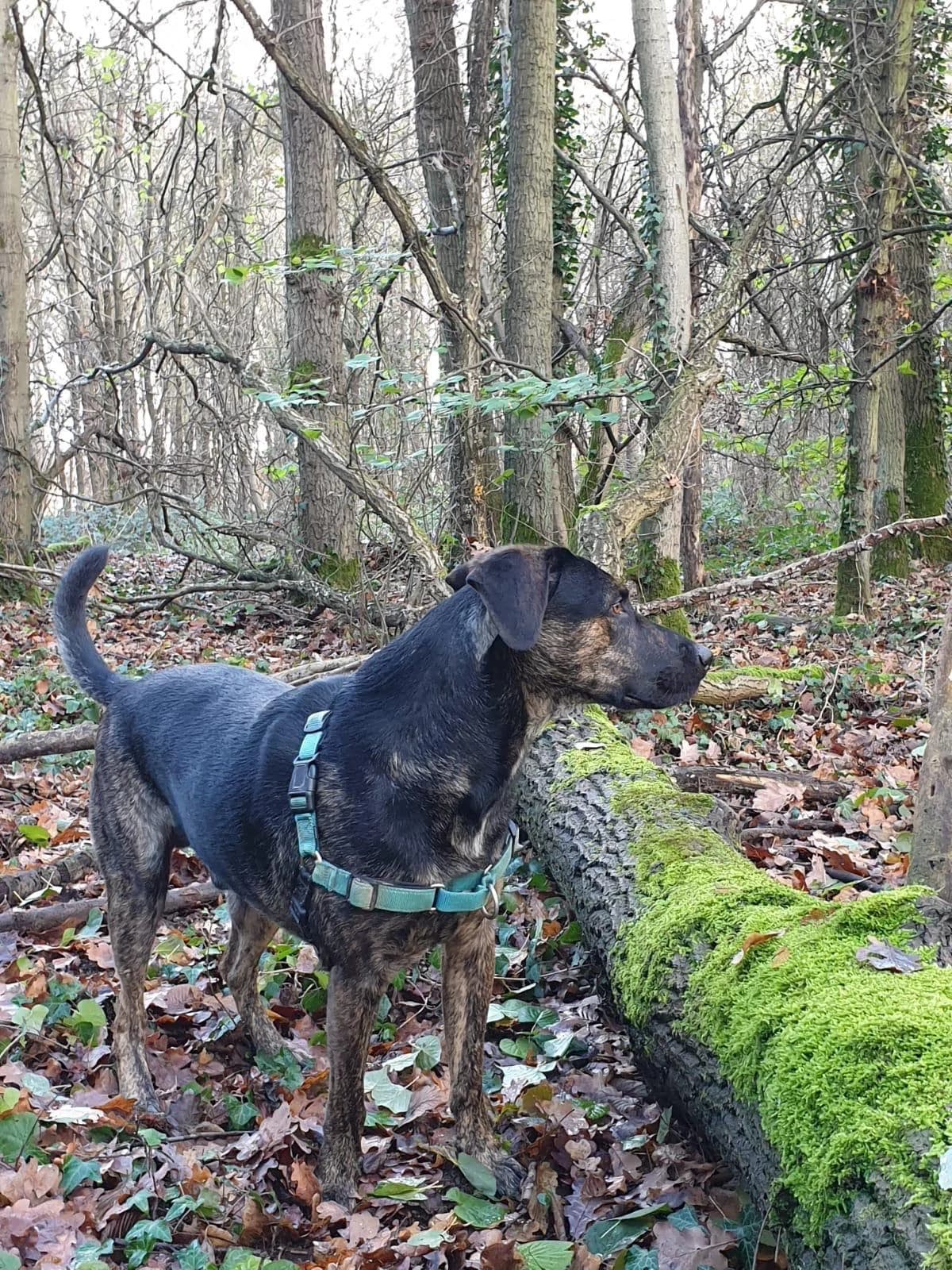 Zambo, male senior Mixed Breed for adoption at Tierschutz Euskirchen e.V.