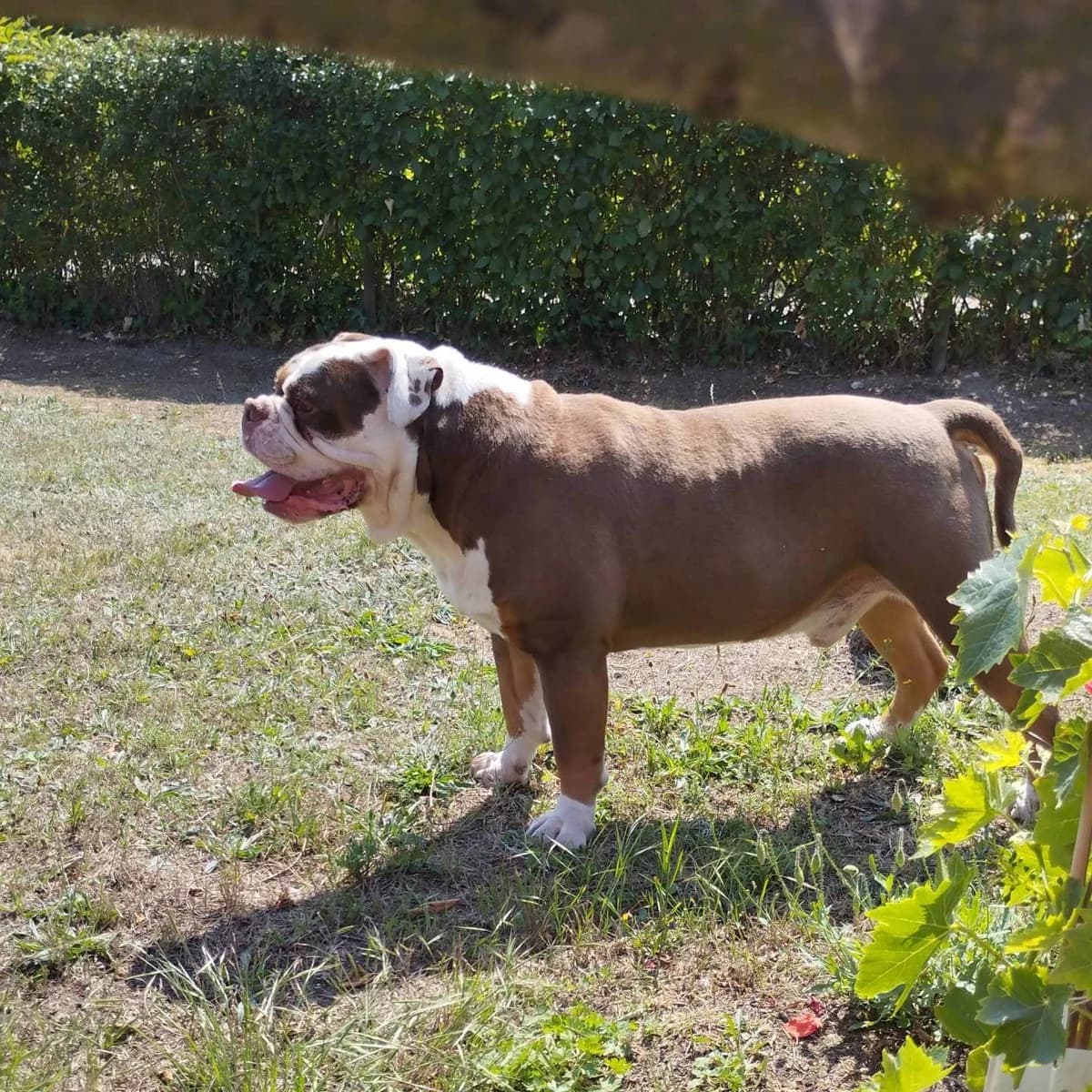 Spike, male senior English Bulldog for adoption at Tierschutz Eutin und Umgebung e.V., Eutin