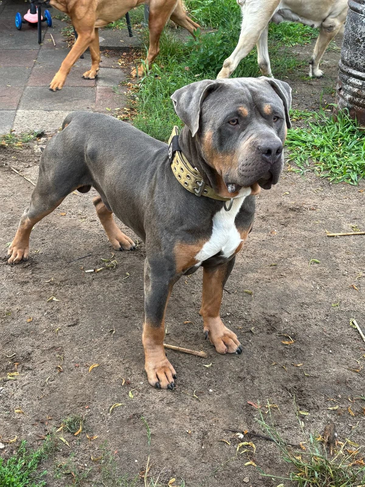 Talos, male American Bully for adoption at Tierschutz Eutin und Umgebung e.V., Eutin