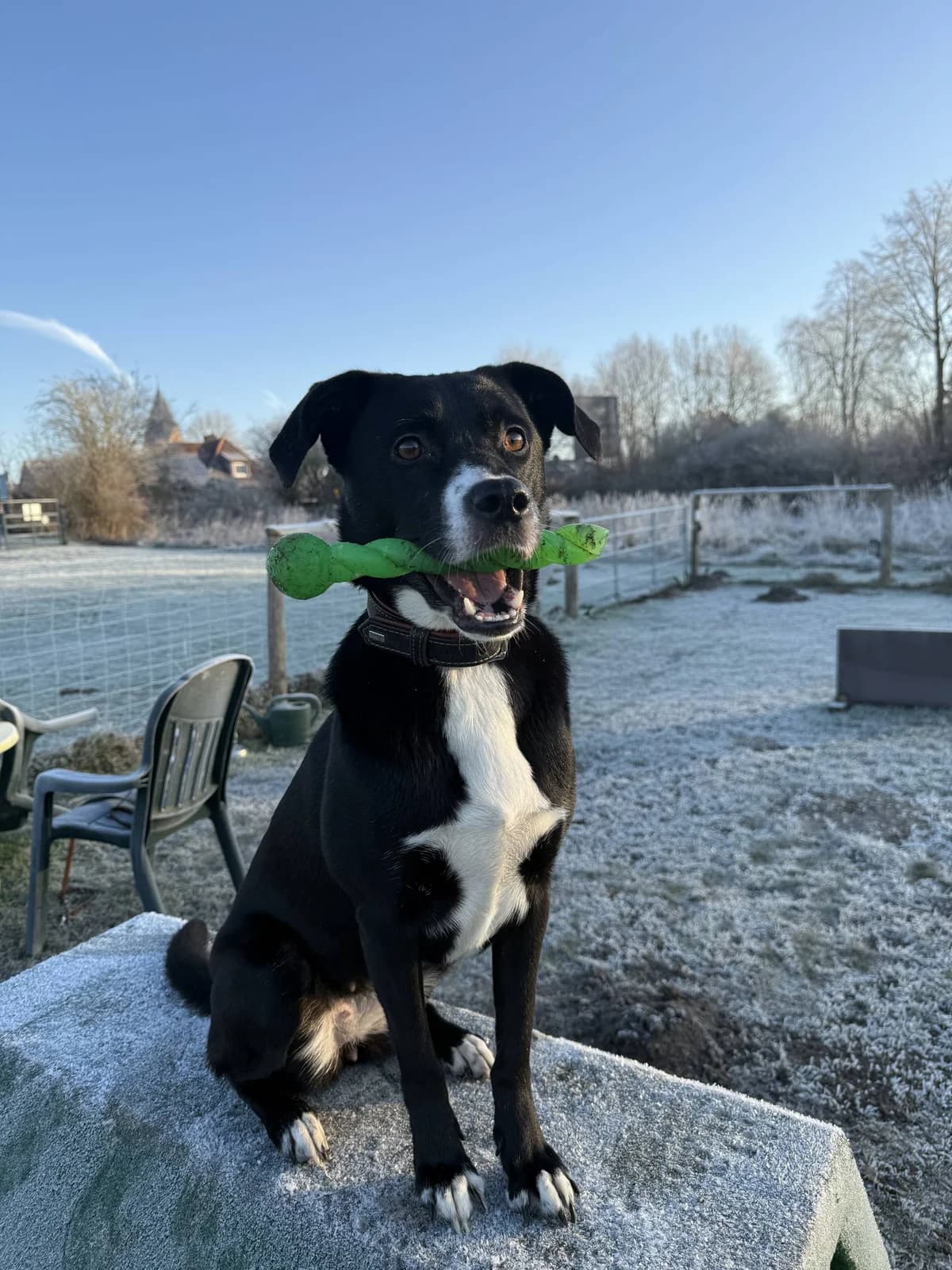 Bella, female 5yo Labrador Retriever for adoption at Tierschutz Eutin und Umgebung e.V., Eutin