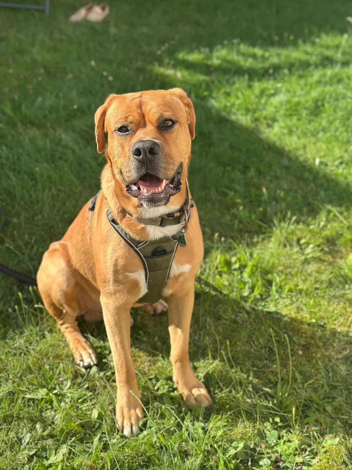 Cheezy, male 3yo English Bulldog for adoption at Tierschutz Eutin und Umgebung e.V., Eutin