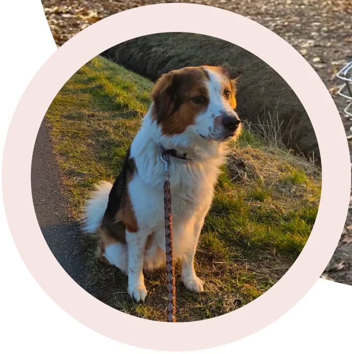 Baju, male 6yo Mixed Breed for adoption at Tierschutz Eutin und Umgebung e.V., Eutin