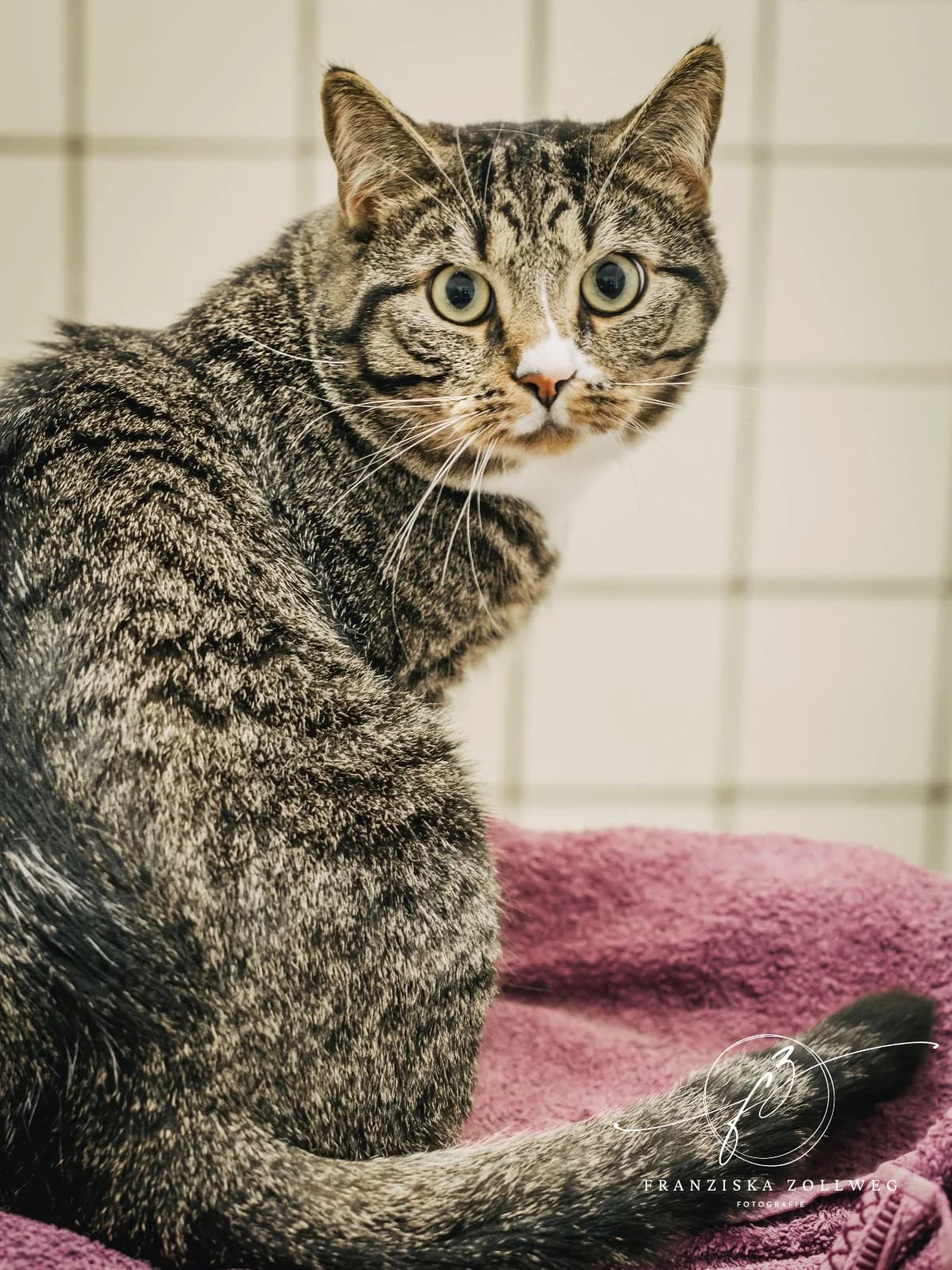 Berlioz, male 4yo European Shorthair for adoption at Tierschutz Eutin und Umgebung e.V., Eutin
