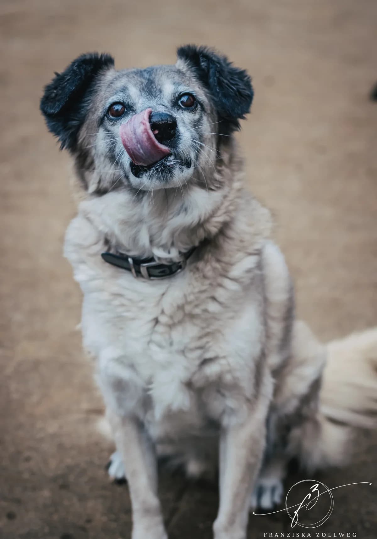 Merlin, male senior Kangal for adoption at Tierschutz Eutin und Umgebung e.V., Eutin