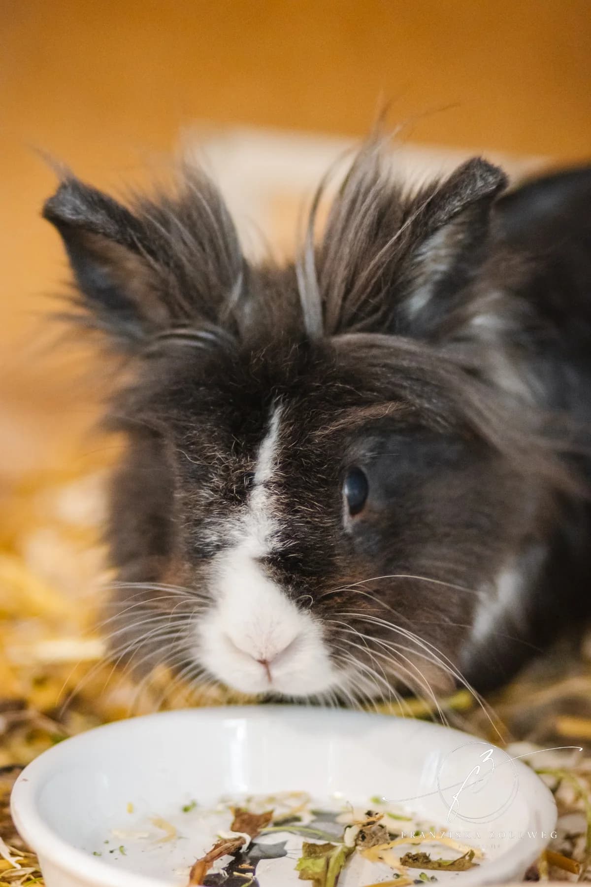 Sultan, male mixed breed for adoption at Tierschutz Eutin und Umgebung e.V., Eutin