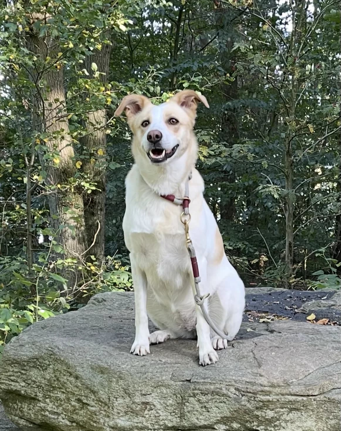 Juna, female 5yo Mixed Breed for adoption at Tierschutz Eutin und Umgebung e.V., Eutin
