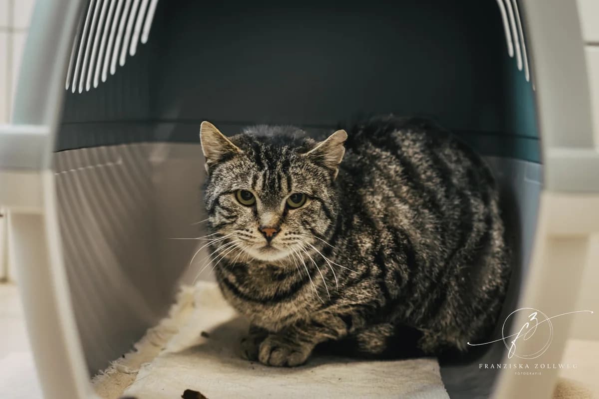 Grisu, male young European Shorthair for adoption at Tierschutz Eutin und Umgebung e.V., Eutin