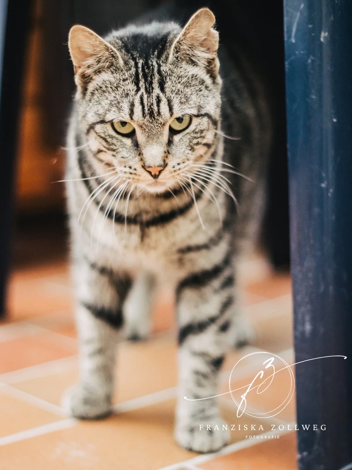 Grisu, male 3yo European Shorthair for adoption at Tierschutz Eutin und Umgebung e.V., Eutin