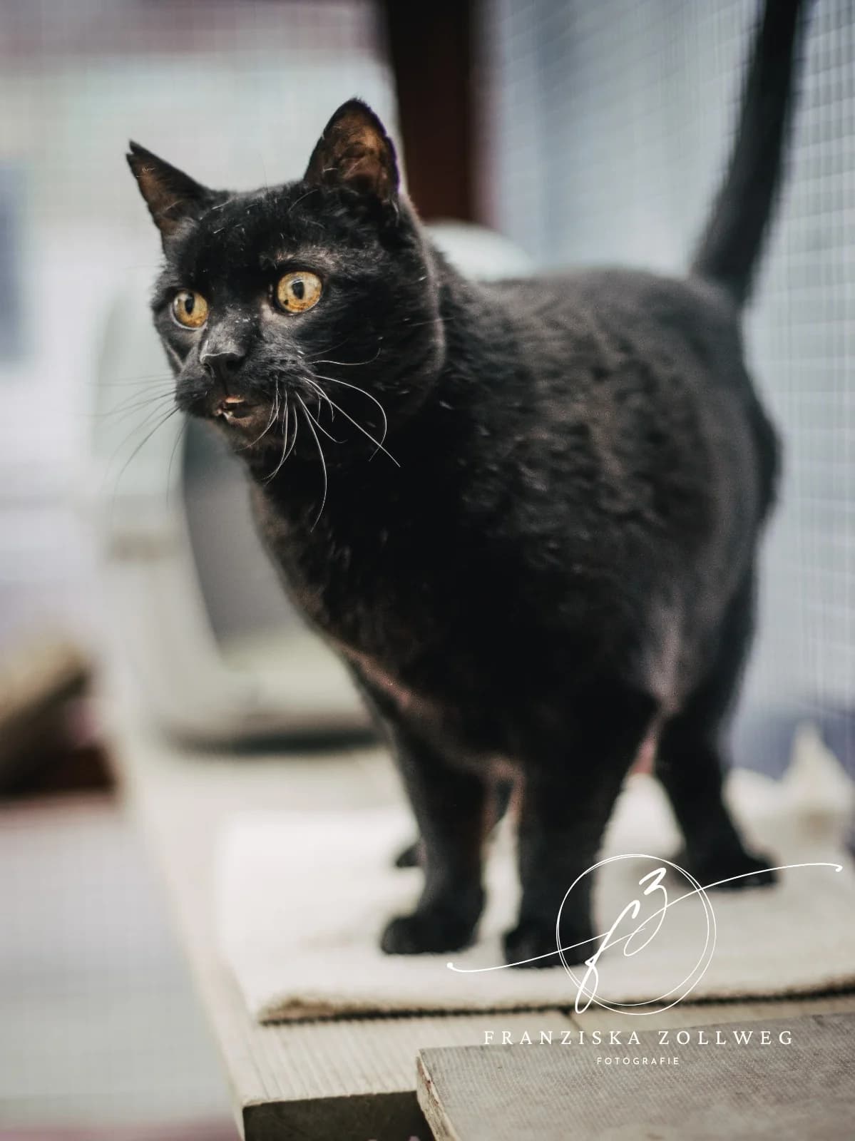 Bagheera, male senior European Shorthair for adoption at Tierschutz Eutin und Umgebung e.V., Eutin